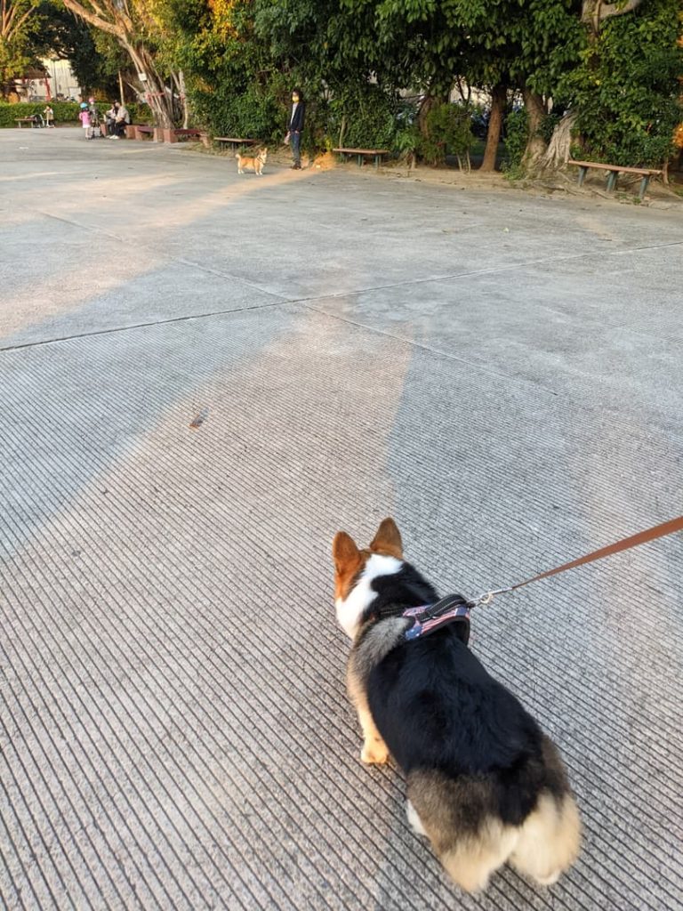 [台北夜景] 大稻埕碼頭貨櫃市集 遛狗散步的好場所